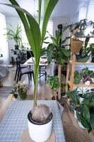 Coconut palm in a pot at home in interior. Green house, care and cultivation of tropical plants photo