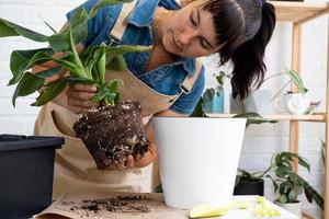 Transplanting a home potted plant banana palm Musa into a pot with automatic watering. Replant in a new ground, women's hands caring for a tropical plant, hobbies and environment photo