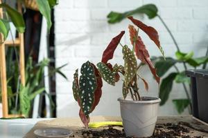 Transplanting a home plant Begonia maculata into a pot with a face. A woman plants a stalk with roots in a new soil. Caring for a potted plant, hands close-up photo