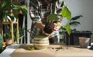 Transplanting a home plant Philodendron verrucosum into a new bigger pot in home interior. Caring for a potted plant, hands close-up photo