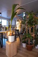 Coconut palm in a pot at home in interior. Green house, care and cultivation of tropical plants photo