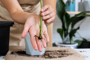 The stalk of a domestic plant with roots for reproduction and planting with a pot with soil. Hobbies and care of potted plants, breeding business, cuttings