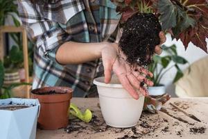 Transplanting a home plant Begonia into a pot with a face. A woman plants a stalk with roots in a new soil. Caring for a potted plant, hands close-up photo