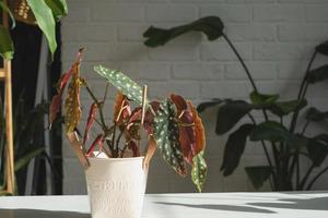 Home potted plant begonia maculata polka dot leaves decorative deciduous in interior on table of house. Hobbies in growing, greenhome