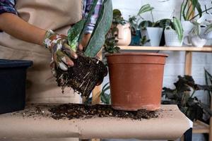 An earthen lump of a potted plant with healthy roots. Transplanting and caring for a home plant, rhizome, root rot photo