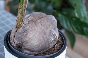 coco germinado para crecer en casa de cerca. palma de coco en una olla en casa en el interior. invernadero, cuidado y cultivo de plantas tropicales foto