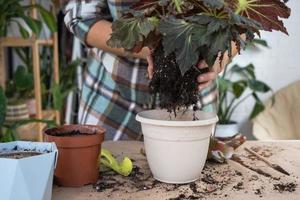 trasplantar una planta casera de begonia a una maceta con cara. una mujer planta un tallo con raíces en un suelo nuevo. cuidado de una planta en maceta, primer plano de las manos foto