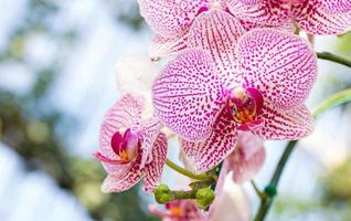 Purple phalaenopsis orchid flower photo