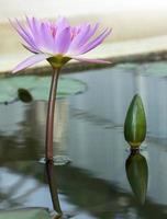 Beautiful purple waterlily or lotus flower in pond photo