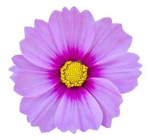 blue cosmos flower isolated on white with clipping path photo