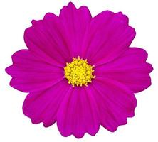 Purple cosmos flower isolated on white with clipping path photo