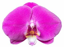 Purple phalaenopsis orchid flower isolated on white with clipping path photo