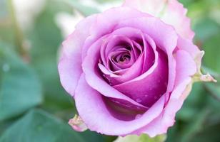 Close up purple rose flower photo