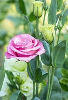 pink rose flower in a garden photo