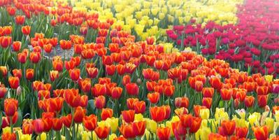 Colorful tulip flower fields blooming in the garden photo