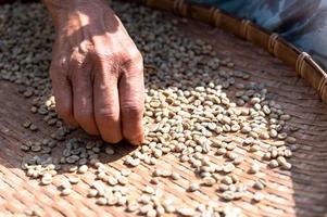 los agricultores clasifican los granos de café frescos y podridos antes de secarlos. Proceso tradicional de elaboración del café. la producción de café, secado natural al sol del proceso de miel foto