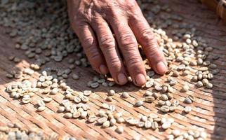 los agricultores clasifican los granos de café frescos y podridos antes de secarlos. Proceso tradicional de elaboración del café. la producción de café, secado natural al sol del proceso de miel foto