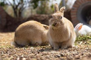 rabbit on the farm and sunshine photo