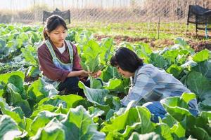 Two women picking vegetables in garden photo