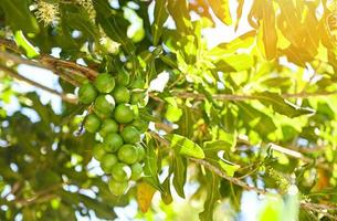 nueces de macadamia en la planta del árbol de macadamia, nueces de macadamia crudas naturales frescas en el jardín, plantación de frutos de nuez de macadamia esperando las semillas de la cosecha foto