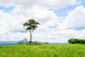 Green grass on a field with tree Beautiful meadow and tree in the park ountryside of Thailand mountain , one tree on hill grass sky photo