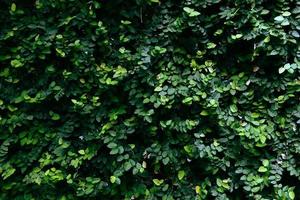 Green leaves texture background - Natural green plant wall or small leaf in the forest photo