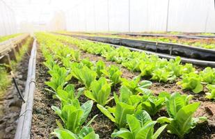 Vegetable farm soil vegetable garden, organic green cos lettuce vegetable gardening with green leaf fresh vegetable lettuce planting , in the greenhouse garden eco friendly gardening nature photo