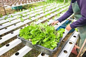 hydroponic planting in the hydroponic vegetables system on hydroponic farms green cos lettuce growing in the garden, gardener hydroponic plants on water without soil agriculture organic grow plants photo