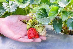 strawberry plant farm, fresh ripe strawberry field for harvest strawberries picking on hand in the garden fruit collected strawberry in summer photo