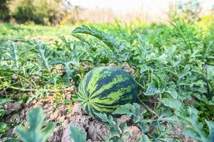 watermelon field - fresh watermelon fruit on ground agriculture garden watermelon farm with leaf tree plant photo