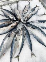 pescado de caballa en hielo, pescado de caballa crudo fresco a la venta en el restaurante de mariscos del mercado foto