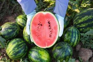 watermelon slice in watermelon field - fresh watermelon fruit on ground agriculture garden watermelon farm with leaf tree plant, harvesting watermelons in the field photo