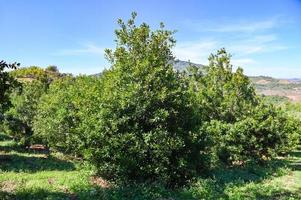 nueces de macadamia en la planta del árbol de macadamia, nueces de macadamia crudas naturales frescas en el jardín, plantación de frutos de nuez de macadamia en tierras de cultivo de montaña foto