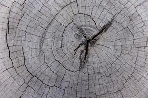 textura de madera vieja natural de la sección transversal del tocón de árbol del tronco del árbol - madera cortada de madera de fondo, vista superior foto