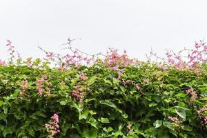 green vine with pink flower on white background - leaves vine ivy plant grow on the roof