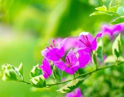 la flor de buganvilla morada es un hermoso fondo floreciente de hojas verdes. la primavera crece flores de buganvillas moradas y la naturaleza cobra vida