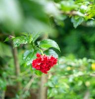 Red Hibicus hybrid, a Shoe flower is beautiful blooming flower green leaf background. Spring growing red Chinese Rose  flowers and nature comes alive