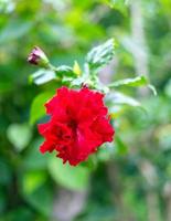 Red Hibicus hybrid, a Shoe flower is beautiful blooming flower green leaf background. Spring growing red Chinese Rose  flowers and nature comes alive photo