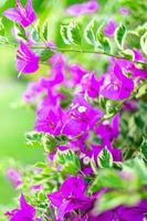 Purple bougainvillea flower is beautiful blooming flower green leaf background. Spring growing Purple bougainvillea   flowers and nature comes alive photo