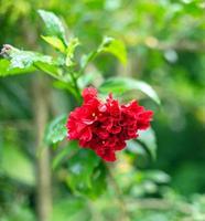 Red Hibicus hybrid, a Shoe flower is beautiful blooming flower green leaf background. Spring growing red Chinese Rose  flowers and nature comes alive
