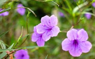 Purple Ruellia tuberosa flower beautiful blooming flower green leaf background. Spring growing purple flowers and nature comes alive photo