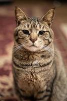 a beautiful domestic tabby cat sits in the room and looks