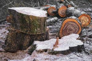 muchos árboles cortados en el bosque para leña foto