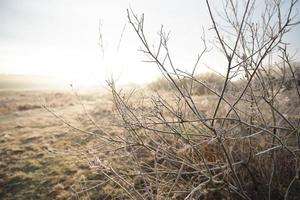 plants covered with frost on a frosty winter morning photo