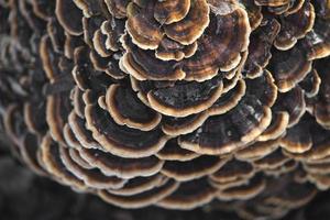 many mushroom parasites that grow on a tree or a stump Trametes versicolor photo