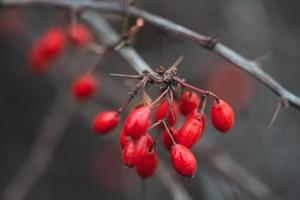 primer plano de una rama con bayas de agracejo rojo foto