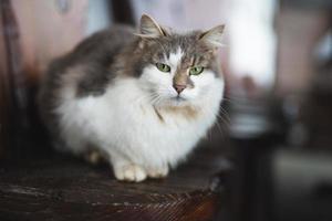 a beautiful fluffy cat with green eyes is sitting photo