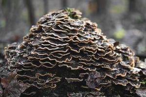 many mushroom parasites that grow on a tree or a stump Trametes versicolor photo