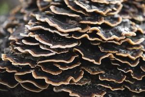 many mushroom parasites that grow on a tree or a stump Trametes versicolor photo