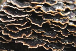 many mushroom parasites that grow on a tree or a stump Trametes versicolor photo